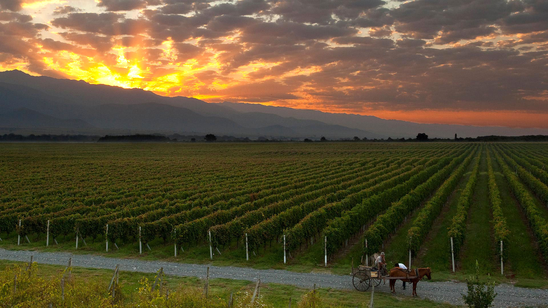 Georgian vineyard